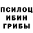 Псилоцибиновые грибы Psilocybine cubensis aldina PISCATELLI